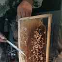 蜜蜂商业化授粉技术