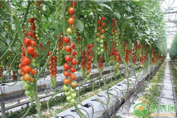 温室番茄越夏优质高产栽培技术