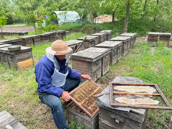 Core Technologies for Spring Bee Breeding